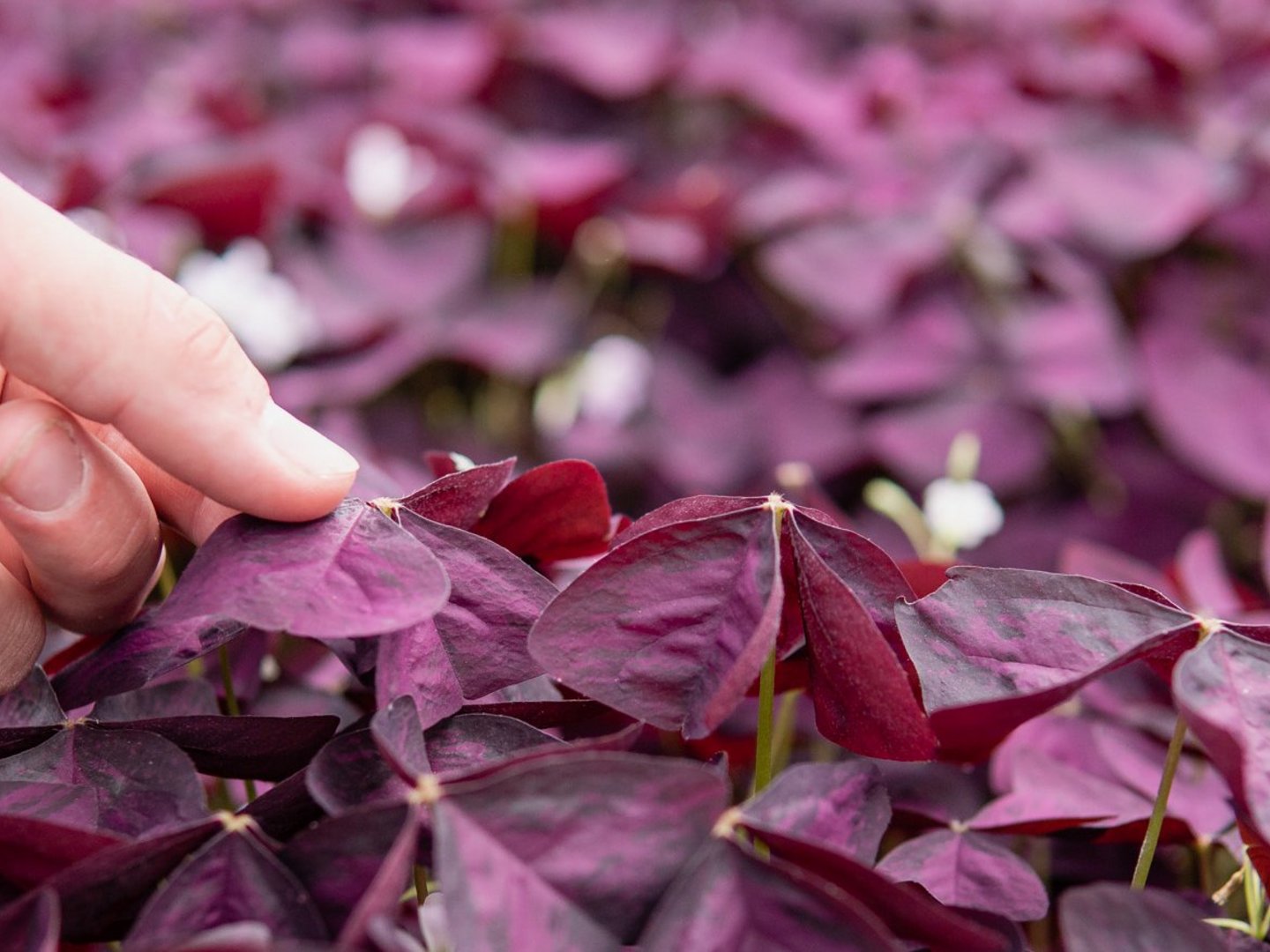 Regionale Lieferanten und Erzeuger Regionale Lieferanten und Erzeuger