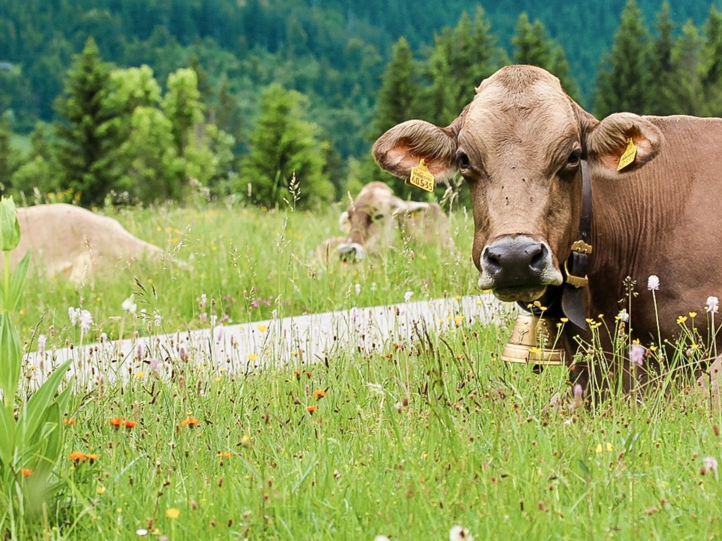 Regionale Lieferanten und Erzeuger Regionale Lieferanten und Erzeuger